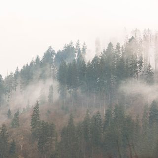 These are moments when you stop and look somewhat amazed at the spectacle that nature offers you. It's a unique moment because whenever you go to the same place, the frame captured once will not be repeated. They can only be variations on the same theme.#forestlovers #forestvibes #forestview #novembermood #romanianeimblanzita #romaniamagica #romaniamagnifica