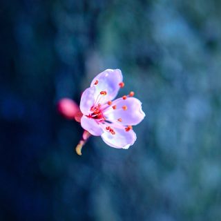 Sprig. #flower #outdoorlife #spring #springtime #macrophotography #canonromania #flowerlovers