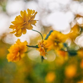 A little more yellow. #flowerphotography #yellow #springtime #springtones #gardenphotography #intothegarden #flowergarden