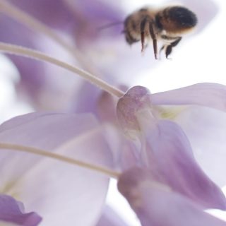 Wisteria (Glycine) is one of the main attractions of bees during this flowering period. #outdoorshooting #bees #beeslife #beelover #intothegarden #fromthegarden #spring #springtime #canonc70